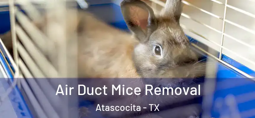 Air Duct Mice Removal Atascocita - TX